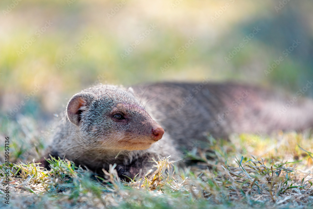 Banded mongoose, Mungos mungo, lying in grass, Etosha, Namibia, Africa, Safari wildlife Banded mongoose, Mungos mungo, lying in grass, Etosha, Namibia, Africa, Safari wildlife