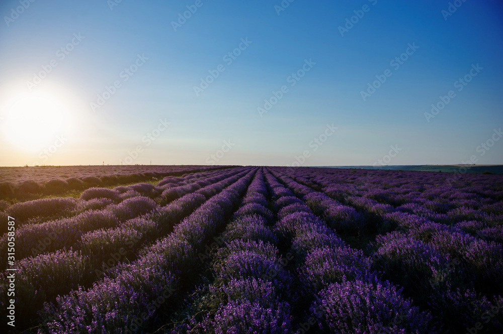 beautiful landscape of a lavander field beautiful landscape of a lavander field