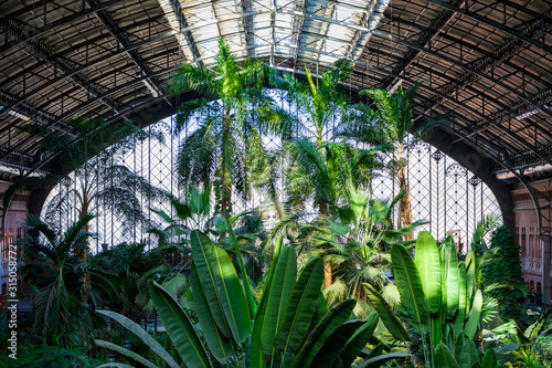 General view of palm trees in horizontal, with glass in the background, in the urban greenhouse of the Atocha train station, Madrid, Spain, Europe
