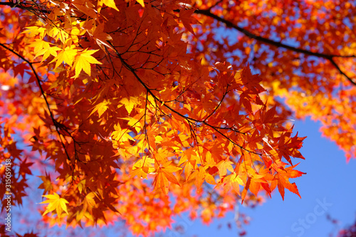 Japanese red maple leaf branch with blue sky background