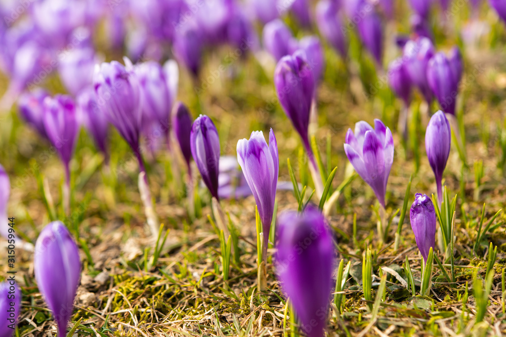 first spring crocuses in the spring first spring crocuses in the spring