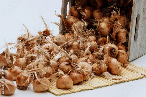 A pile of crocus bulbs on a white background. Saffron. photo