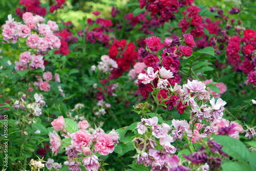 pink flowers in the garden