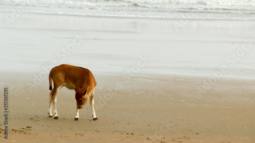 A Baby cow calf on the beach. One domestic animal in nature theme. Animals in the wild background. Goa India South Asia Pac photo