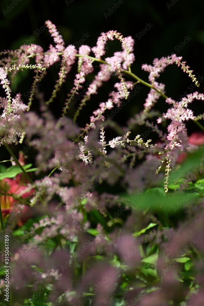 Obraz premium Wild flowers