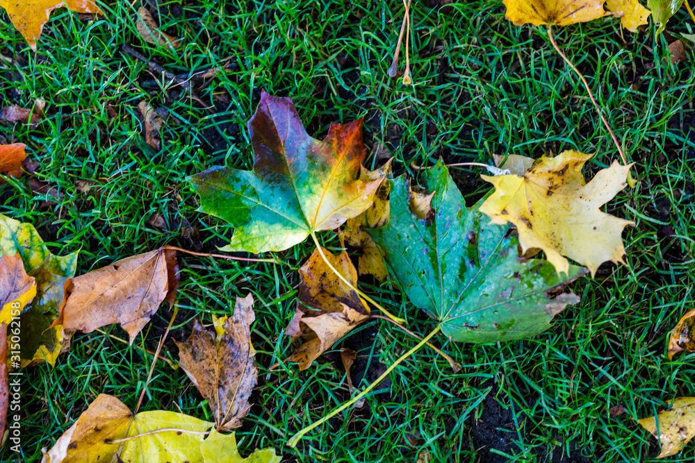 A pile of fallen autumn leaves that vary in colour displaying the beauty of autumn A pile of fallen autumn leaves that vary in colour displaying the beauty of autumn