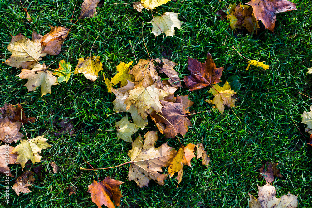 A pile of fallen autumn leaves that vary in colour displaying the beauty of autumn A pile of fallen autumn leaves that vary in colour displaying the beauty of autumn