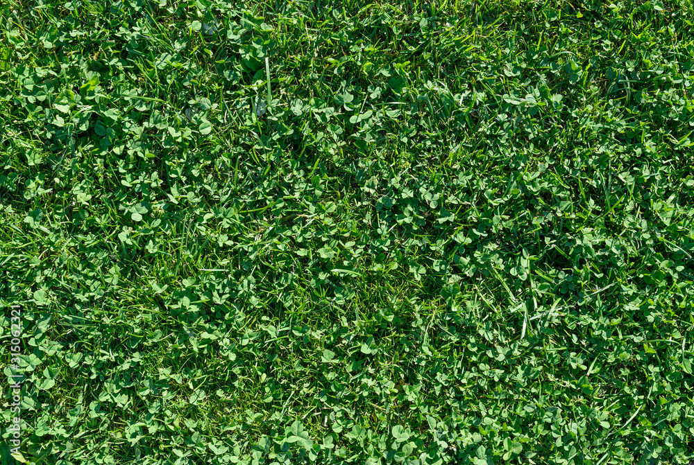 Fresh green plant as background. Selective focus with shallow depth of field. Fresh green plant as background. Selective focus with shallow depth of field.
