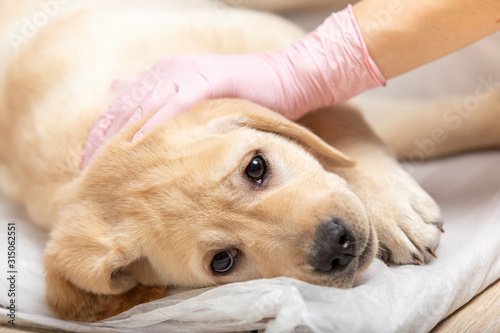labrador retriever puppy getting vaccinated on white background