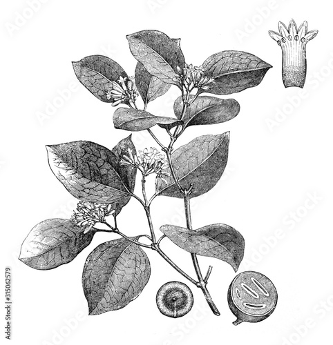 Strychnos nux vomica (Medicinal plant) / vintage illustration from Brockhaus Konversations-Lexikon 1908 