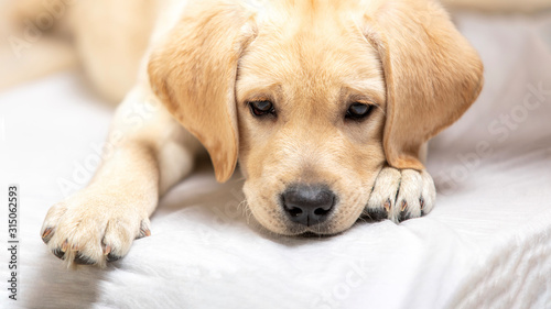 close up labrador puppy dog resting in arms of veterinary healthcare professional