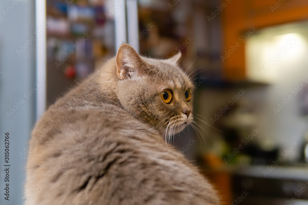 scottish straight cat looks around, closeup scottish straight cat looks around, closeup