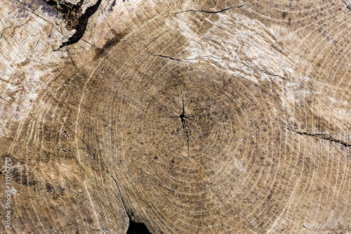 Close up of a log showing the internal patterns and age of the tree