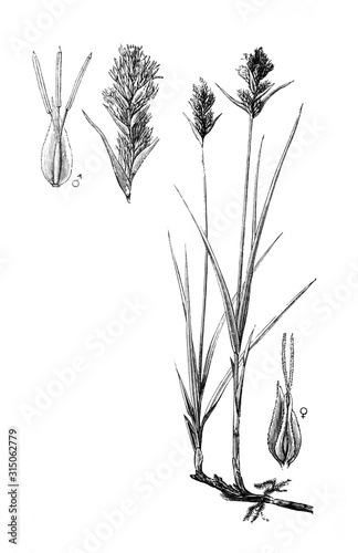 Sand sedge (Carex arenaria), medicinal plant. Illustration from Brockhaus Konversations-Lexikon 1908 background photo
