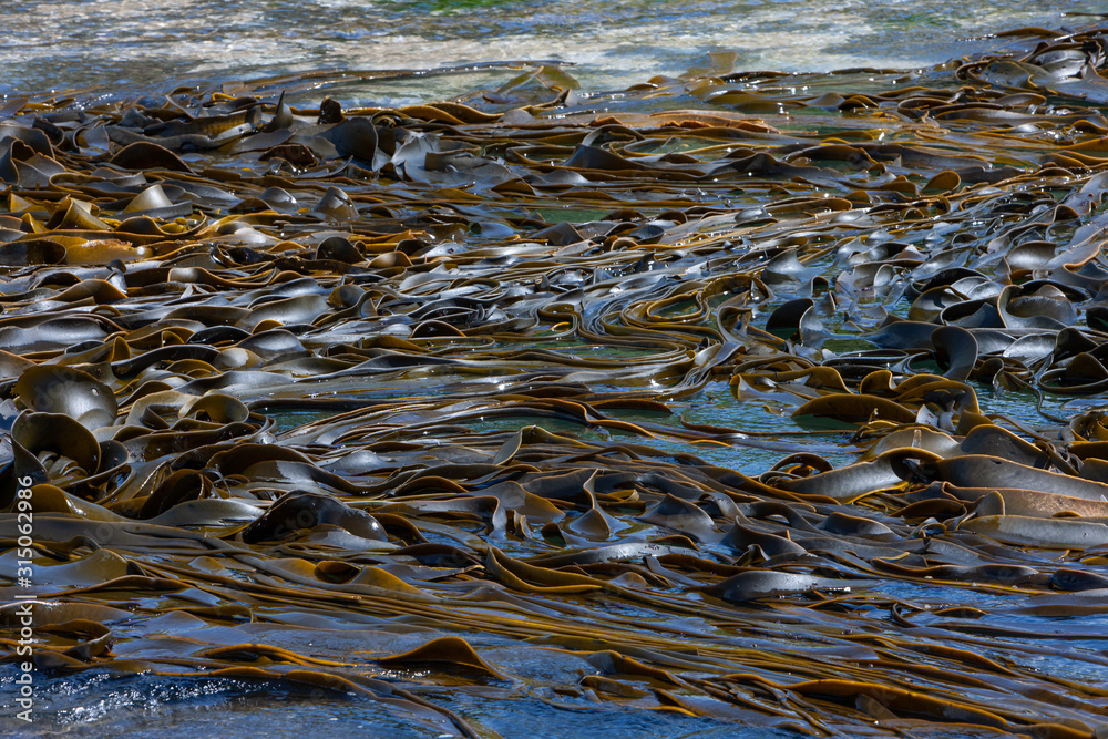 Curio Bay. Catlins. New Zealand. Seaweed coast Curio Bay. Catlins. New Zealand. Seaweed coast
