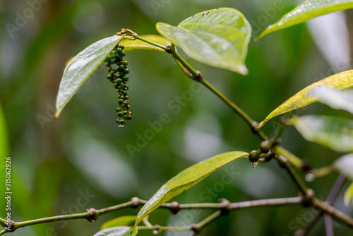 Pepper seeds hanging on pepper bush in Kerala, South India