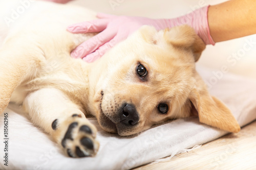 Veterinarian examining puppy dog in medical office