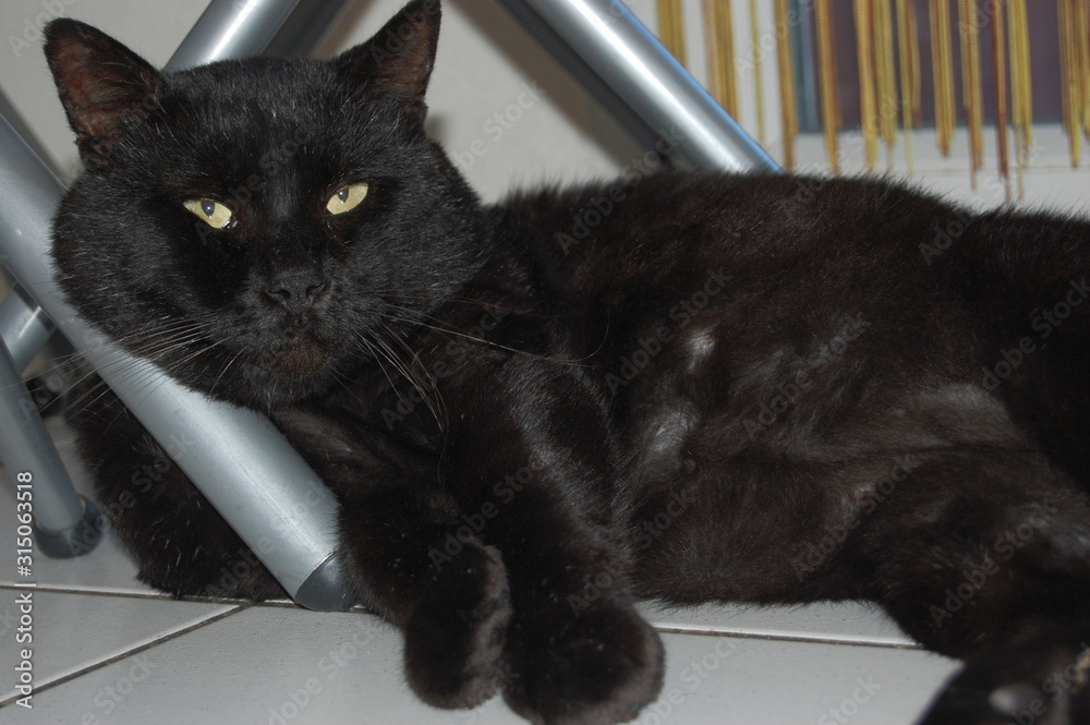 la sieste du chat