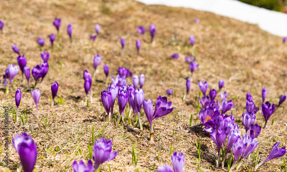 Fototapeta premium first spring crocuses in the spring