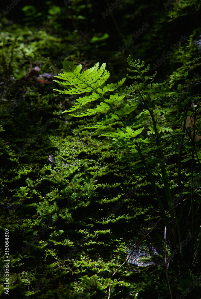 Ferns at McLean Falls. Waterfall. Catlins New Zealand Ferns at McLean Falls. Waterfall. Catlins New Zealand
