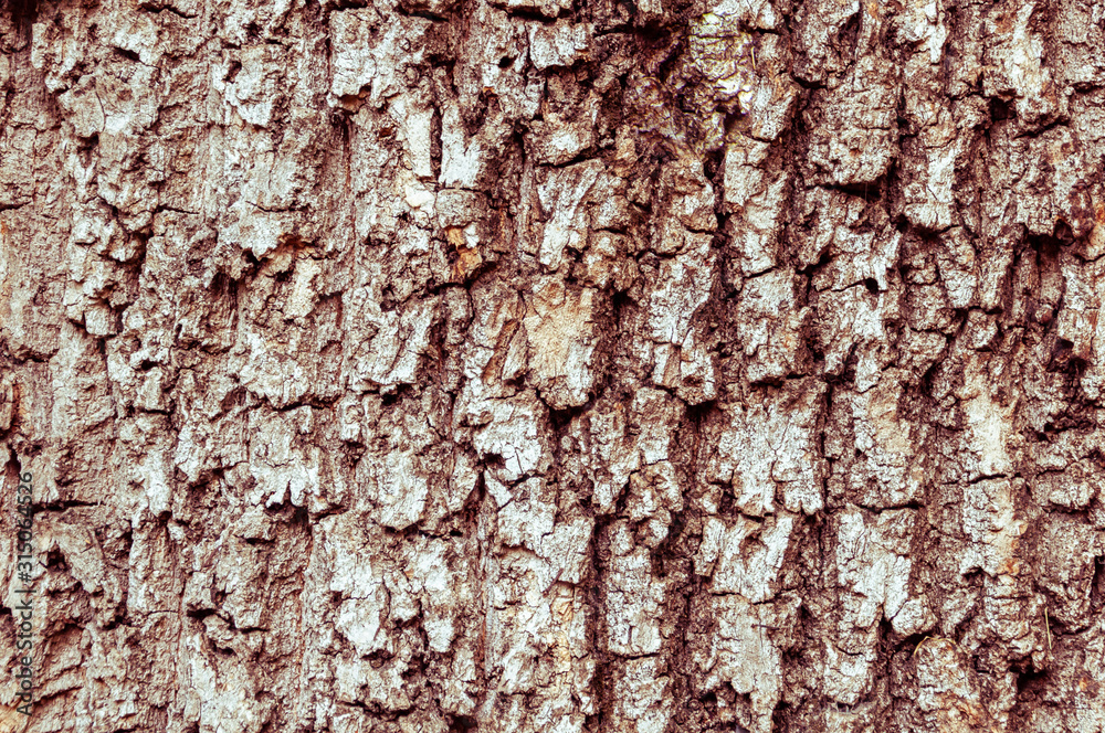 Obraz premium Detail of the bark of a horse chestnut tree eroded by time, with textures and scratches on the background.