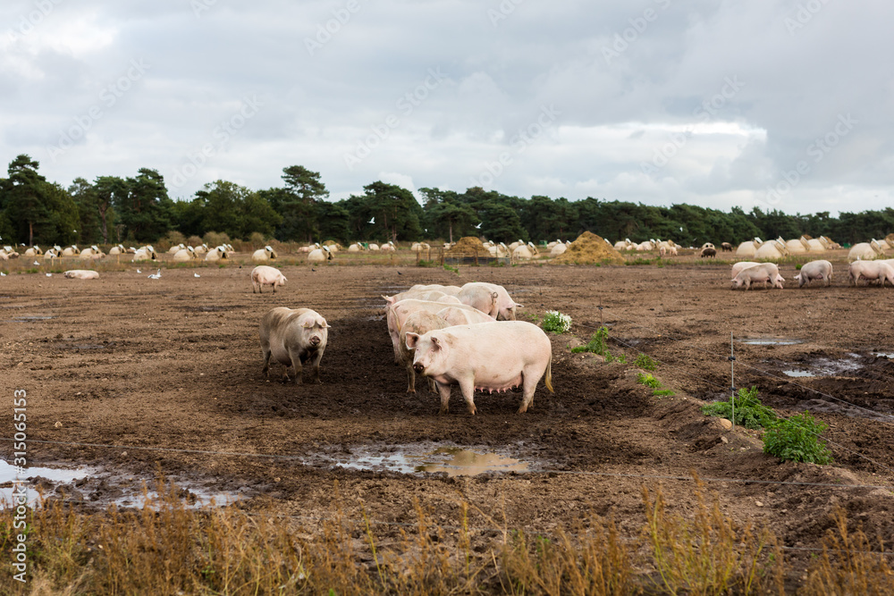 A small group of adult pasture reared Suffolk pigs