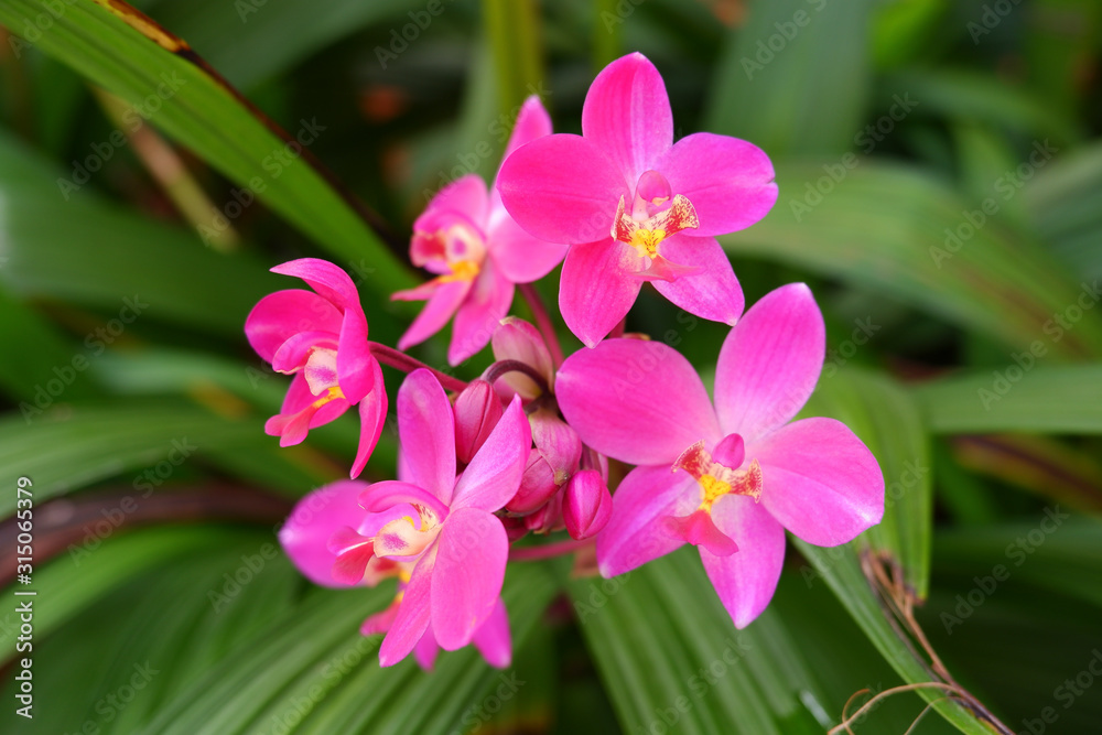 Pink orchid group blooming in garden with close up Pink orchid group blooming in garden with close up