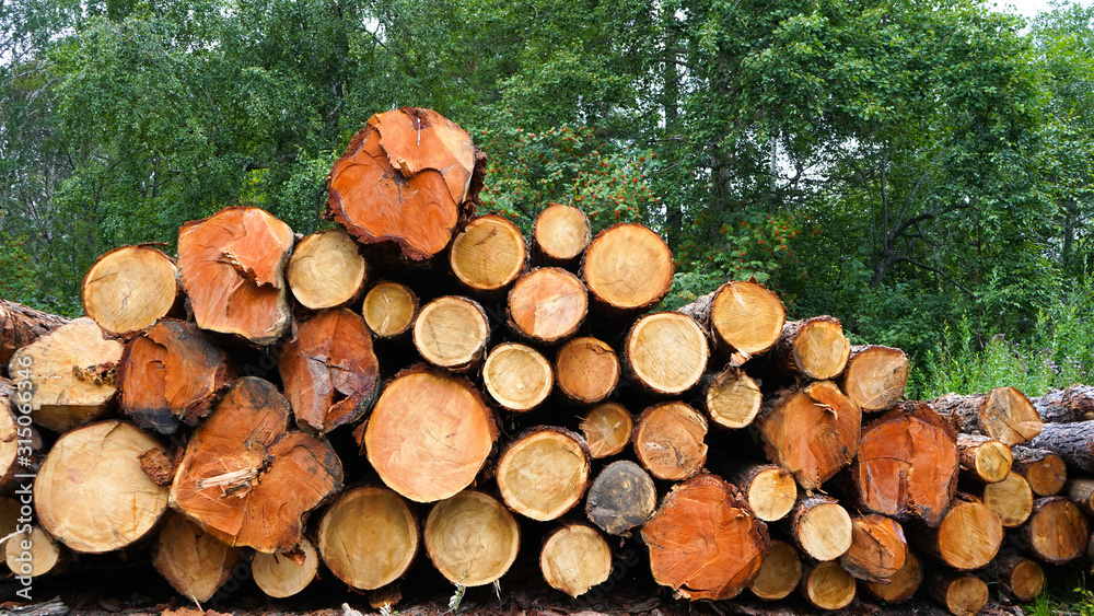 Pine logs, cut down by logging against the background of the forest Pine logs, cut down by logging against the background of the forest