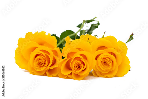 yellow rose isolated