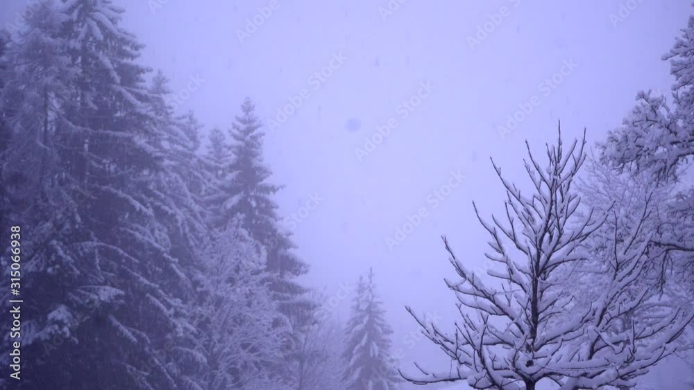 Snowing in the forest of the Austrian alps Snowing in the forest of the Austrian alps