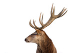 Beautiful closeup of a deer with antlers on isolated background. 