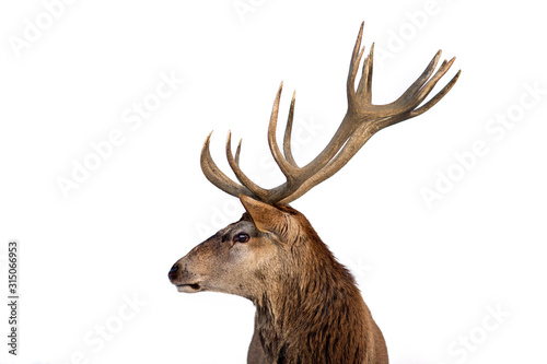 Murais de parede Beautiful closeup of a deer with antlers on isolated background.