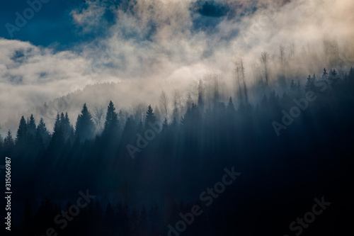 Foggy fir trees in morning light. 