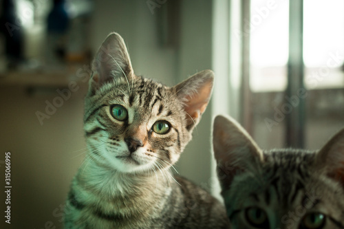 Fototapeta Naklejka Na Ścianę i Meble -  Kleine Katze schaut neugierig in die Kamera