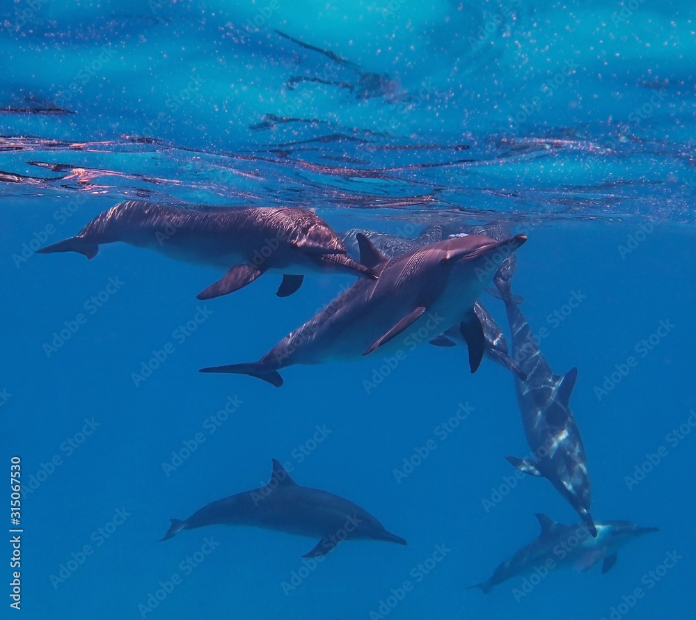 Obraz premium Group of wild bottle nose dolphins playing under sea surface.