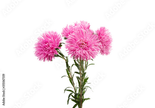 asters bouquet isolated © ksena32