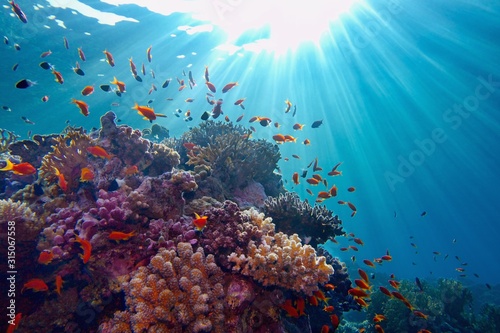 Fototapeta Naklejka Na Ścianę i Meble -  Life-giving sunlight underwater. Sun beams shinning underwater on the tropical coral reef.Ecosystem and environment conservation