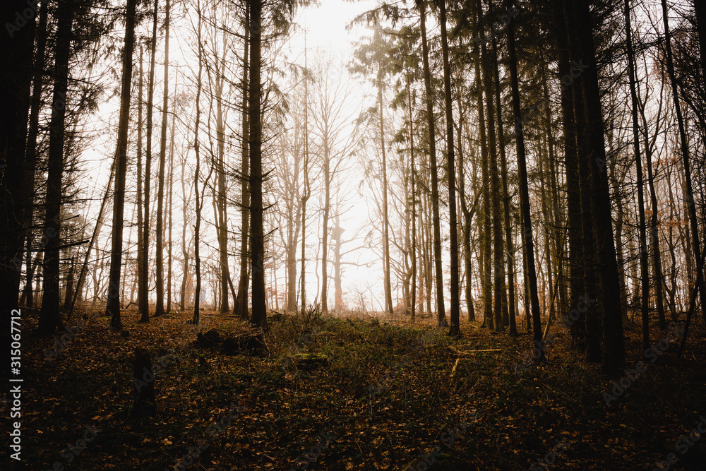 Obraz premium Nebelmorgen im Wald