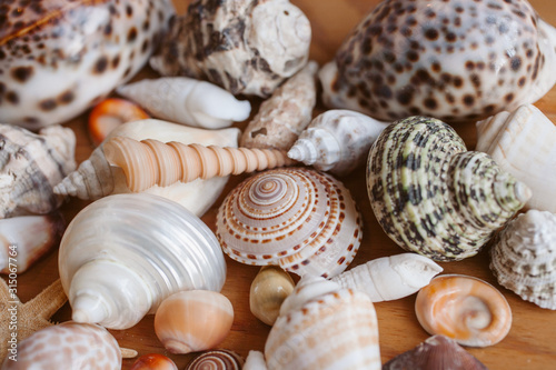 Close up view of beautiful seashells and starfish piled together as texture and background for design. Ocean life. 