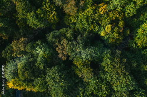 Aerial view of green tree tops.