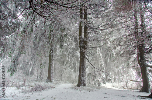 Winterwald  © Rhönbergfoto