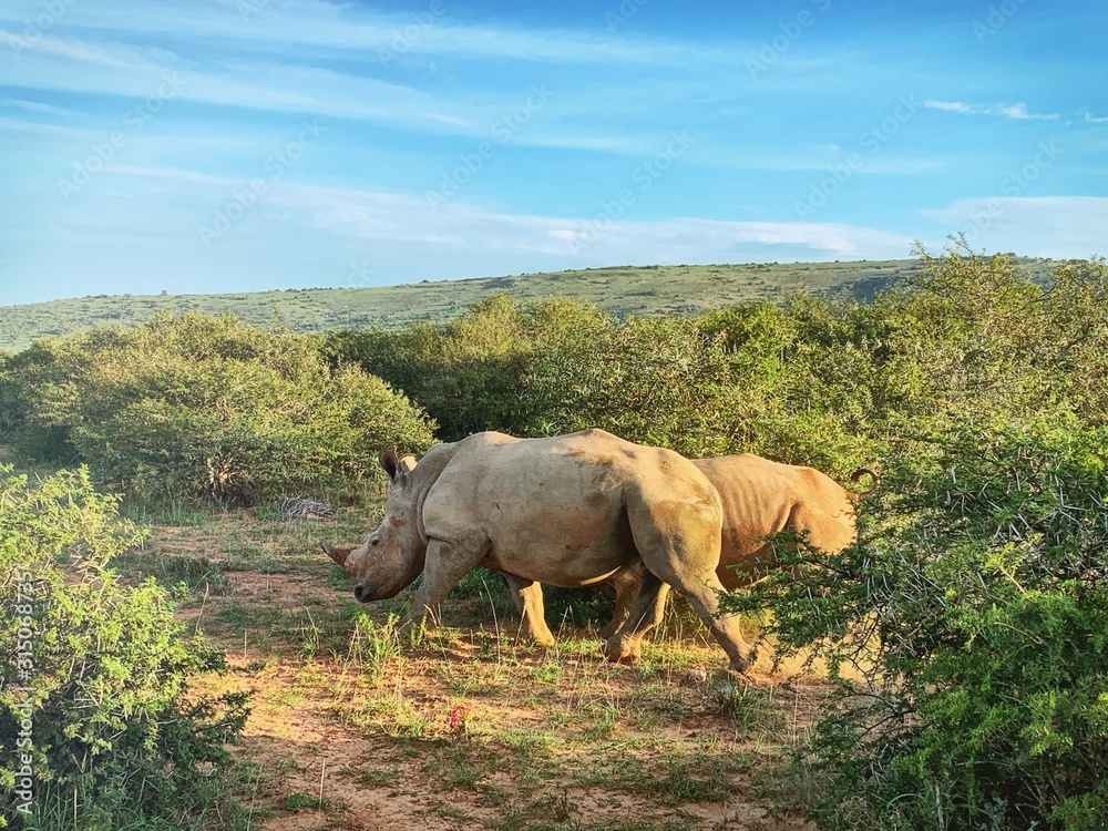 Fototapeta premium rhinoceros in africa