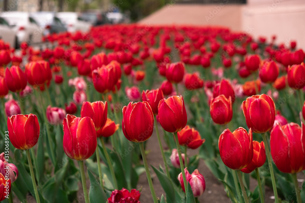 Vladivostok, Russia - May 07, 2019: Flowering tulips on the streets of Vladivostok.