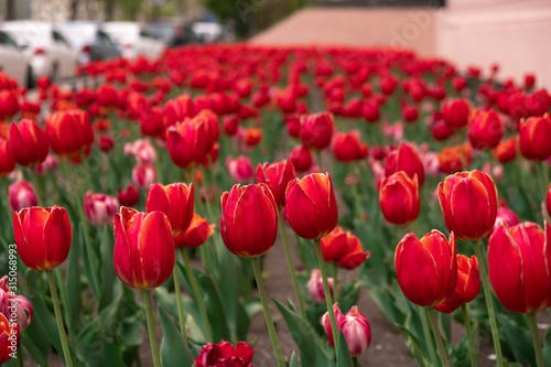 Vladivostok, Russia - May 07, 2019: Flowering tulips on the streets of Vladivostok. © rdv27