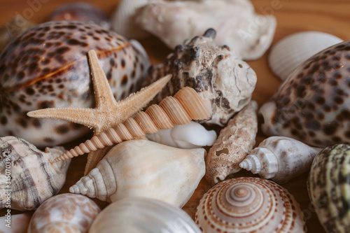 Close up view of beautiful seashells and starfish piled together as texture and background for design. Ocean life. 