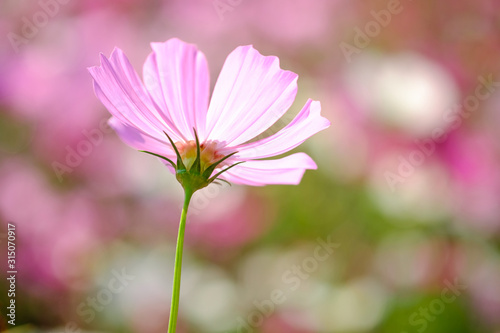 Pink tone of cosmos flower field. for backgrund © puwa2827