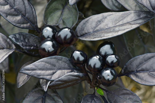 Black Pearl ornamental pepper (Capsicum annuum ‘Black Pearl’)