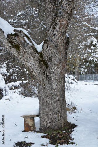 old tree in the snow