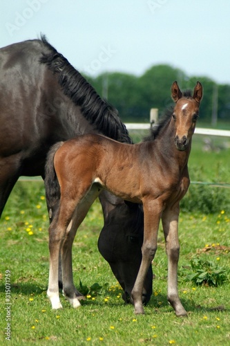 mare and foal on a field 