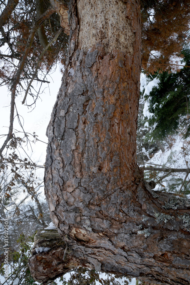 Obraz premium tree in the forest